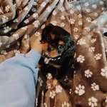 Betty The Cavalier 🐾 - @betty.the.cav - Instagram