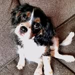 Betty The Tri Cavalier - @betty_the_tri_cavailer - Instagram