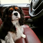 betty thequeen - @bettycavalierqueen - Instagram
