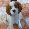 bettycavalierking - @betinaaa65 - TikTok