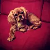 betty.the.cavalier - @betty.the.cavalier - TikTok