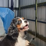 @cavalier.betty - Instagram