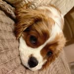 🧡Бэтти🧡 - @cavalier__betty - Instagram