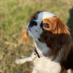 Cavalier king charles spaniel - @betty_cavalier_life - Instagram