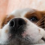 @kobetty_thecavalier - Instagram