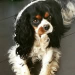 Miss Betty The Cavalier 🐶 - @miss_betty_the_cavalier - Instagram