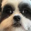 BETTYDASHIHTZU - @bettytheyett1 - TikTok