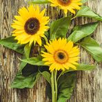 Betty Farley - Facebook