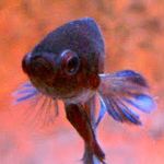 Betty Fish - @bettyfish.1111 - Instagram