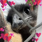 Betty Gregory - @tumbleweed_510 - Instagram
