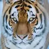 tigress_betty - @tigress_betty - TikTok