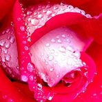 Betty Grimaldi - Facebook