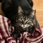 Betsy Hackney Cat - @betty_bum_cakes - Instagram