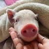 Betty La Chancha🐷 - @bettylachancha - TikTok