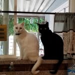 Betty Laughlin - @laughlin7524 - Instagram