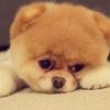 cutieanimal - @pettylobby - TikTok
