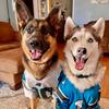 Markland - @dogmom.2 - TikTok