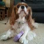 Betty McDaniel - @bettytheavenger - Instagram