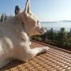 Betty Pellegrini - @bettypellegrini4 - TikTok