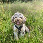 Betty - @betty_queen_of_splott - Instagram