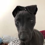 Betty Quick - @the_whippet_diaries_aust - Instagram