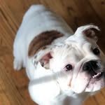 Betty the Bulldog - @bettyphotoready - Instagram