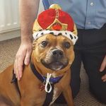 betty 🐶 - @betty_red_staff - Instagram