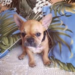 Betty Redman - @betty__thefrenchie - Instagram