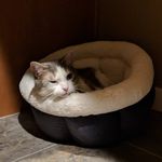 All about cats! - @betty_chen_redmond - Instagram