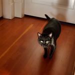 Betty Reeves - @bettybambalamb - Instagram