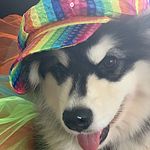 adventures of Rex and Betty - @adventures_with_rex_and_betty - Instagram