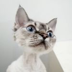 Betty 7 life - @betty_devon_rex - Instagram