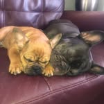 Betty & Rex The Frenchies🤍🐶 - @rexandbetty - Instagram
