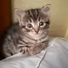 bettybringer - @bettybringer - TikTok