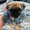 Betty Rose - @bettyrose_thepug - TikTok