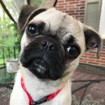 Betty - @_bettyruff - Instagram
