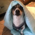 Miss Betty 🐶❤️ - @bettyruffles - Instagram