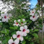 Betty Sim - Facebook