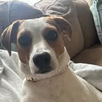 Betty - @betty.mississippi.mutt - Instagram