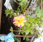 Betty Trejo - Facebook