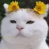 trejo_41 - @betty_trejo - TikTok