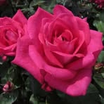 Bev Andrews - Facebook