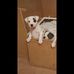 Bev Dwyer - Facebook