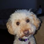 Bev Ellis Smith - @bemoelly - Instagram