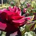 Bev Evans - Facebook