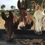 Bev Everett - @bluemoonbev - Instagram