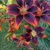 Bev Foster - Facebook