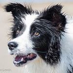 Bev Fox - @tunnelrunner1 - Instagram