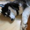 bevfox55 - @bevfox55 - TikTok