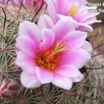 Beverly Todd Gallagher - @bevmike63361 - Instagram